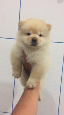 Chow-Chow todas as cores, machos e fêmeas a pronta entrega com garantia de saúde - Foto 2