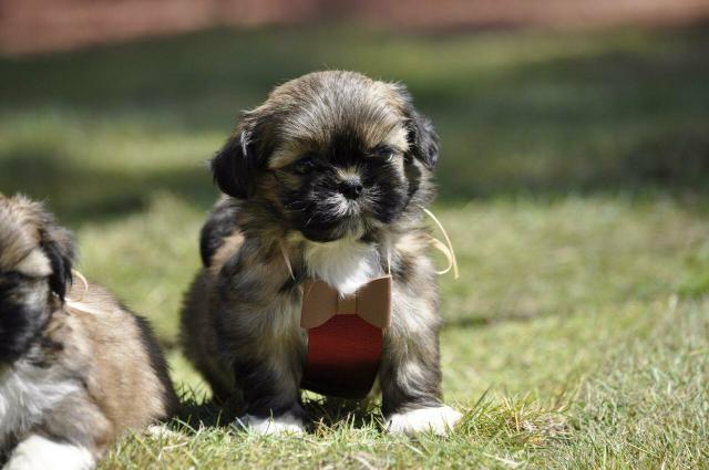 Para vc presentear quem Ama Shih tzus Filhotes Alto Padrão - Foto 6