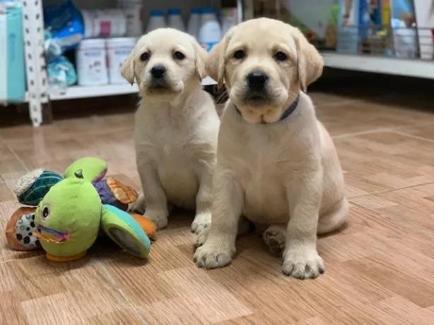 Labrador chocolate/amarelo/preto, machos e fêmeas com garantias e suportes exclusivos! - Foto 2
