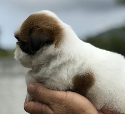 Os mais belos bebês de shihtzu com qualidade e microchip - Atendimento personalizado - Foto 3