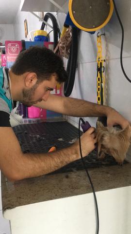 Curso profissionalizante de banho e tosa