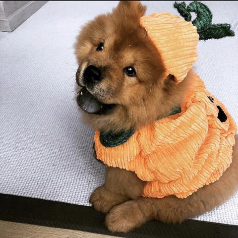 Chow chow