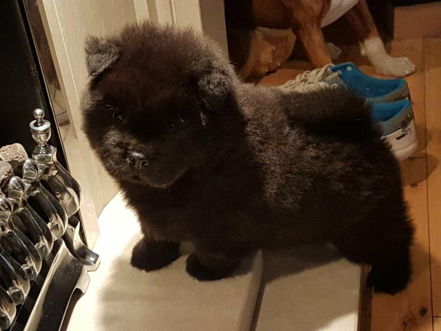 Chow Chow lindos filhotes disponíveis fêmeas e machos