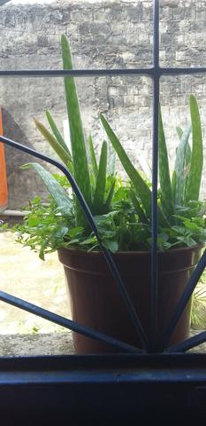 "plantas do céu". vendo - Foto 6