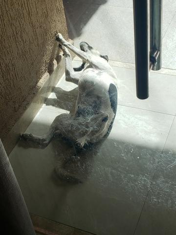 Doa-se mestiço de Fox Paulistinha. - Foto 2