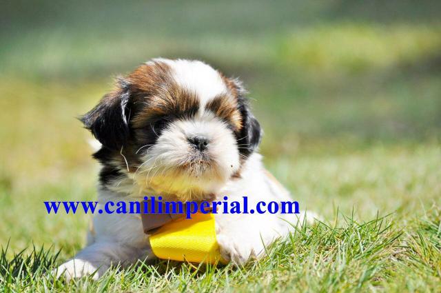 Shih Tzu Excelentes em canil legalizado.Documentados - Foto 5