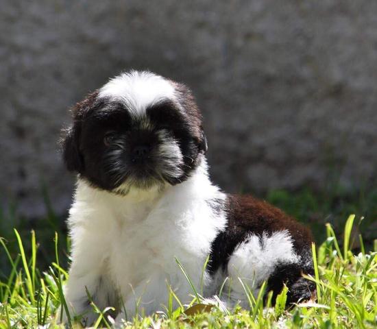 Machos e fêmeas de Shih Tzu em canil - Assistência pós venda - Foto 4