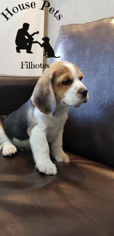 Beagle 13 polegadas, bicolor e tricolor, com suporte veterinário gratuito!