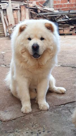 Filhote de Chow Chow - Foto 2