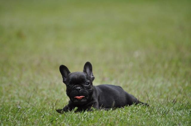 Bulldog francês filhotes em canil com qualidade e estrutura - Foto 6