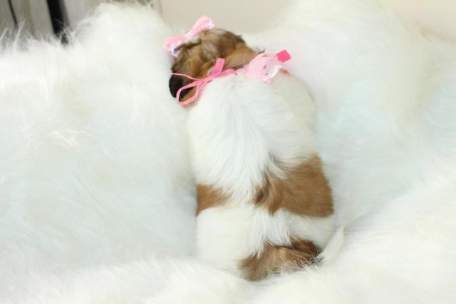 Perfeitas fêmeas micros perninhas curtas