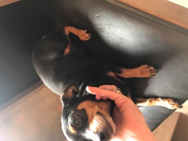 Vendo ou troco Filhote de pinscher, nascem em dezembro troco em Chow Chow - Foto 3