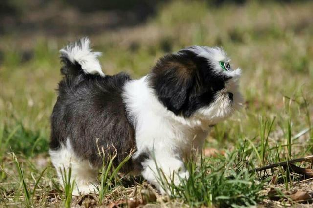 Microchipados Atestado de Saúde e Pedigree grátis Shih Tzu - Foto 2