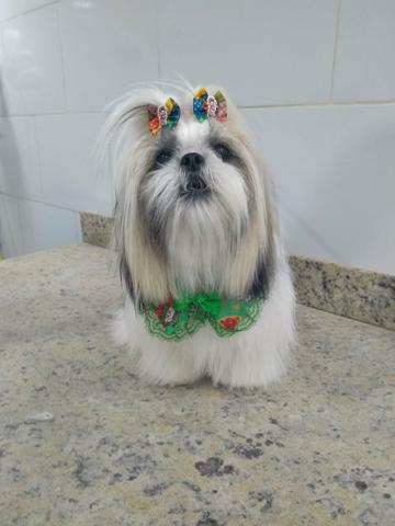 Os Melhores Shih tzus aqui Pronta Entrega Documentados gratuitamente - Foto 3