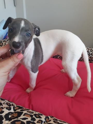 Reserve lindos filhotes whippet - Foto 6