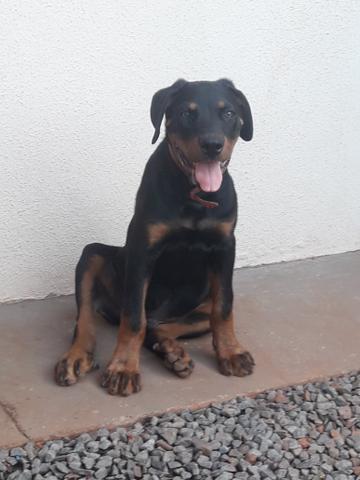 Vendo filhote de Rottweiler - Foto 3