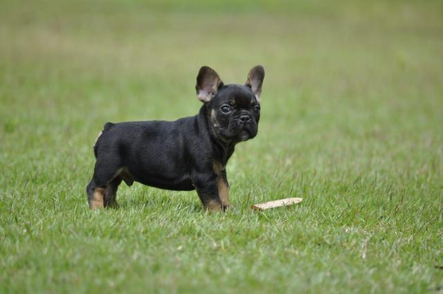 Exóticos e cores padrão da raça Bulldog francês - Macho black And Tan Top - Foto 2