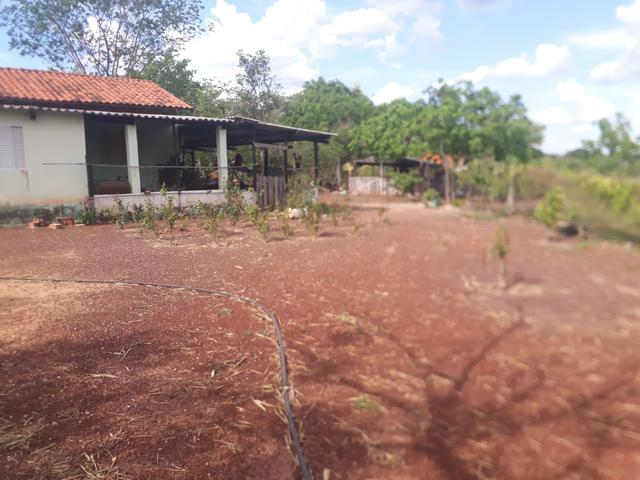 Characara - Foto 3