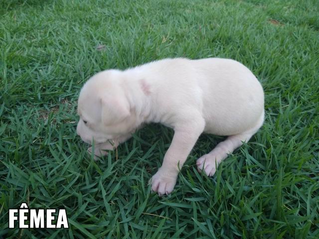 Filhotes pit bull - Foto 3