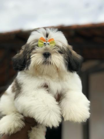 Fêmeas de Shihtzu para clientes exigentes - Alto Padrão e visitas - Foto 5