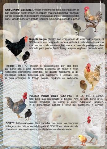 Pintinhos e pintainhos de varias raças - RJ Seropedica mais de 25 anos no mercado - Foto 4