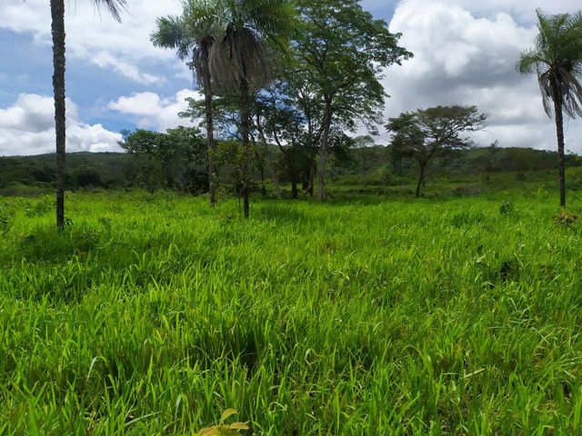 FAZENDA MUNICIPIO PINDORAMA 53 ALQUEIRES OBS. VALOR DO ALQUEIRES. - Foto 4