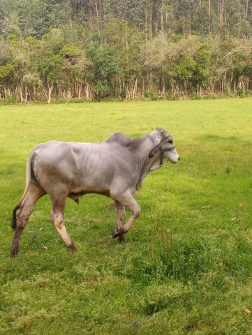 Tourinho Manso - Foto 3