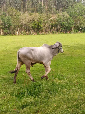Tourinho Manso - Foto 2