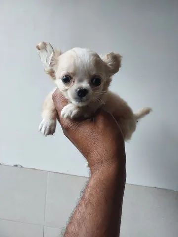 Para você que ama bbs de Chihuahuas, temos fêmeas e machinhos!!!  - Foto 4
