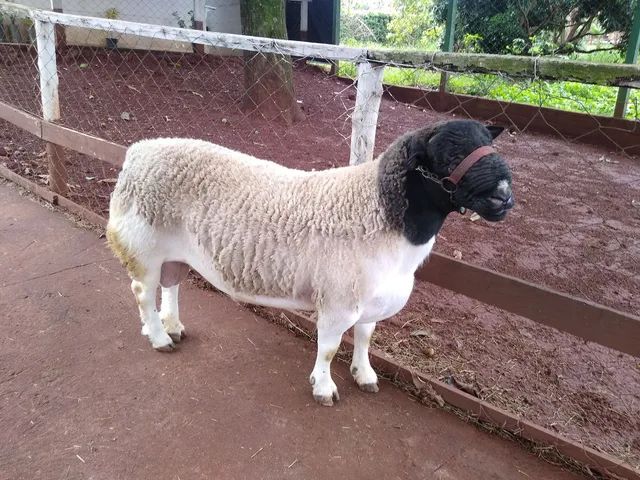 Vende-se Reprodutores, ovelhas e Consultoria e projetos