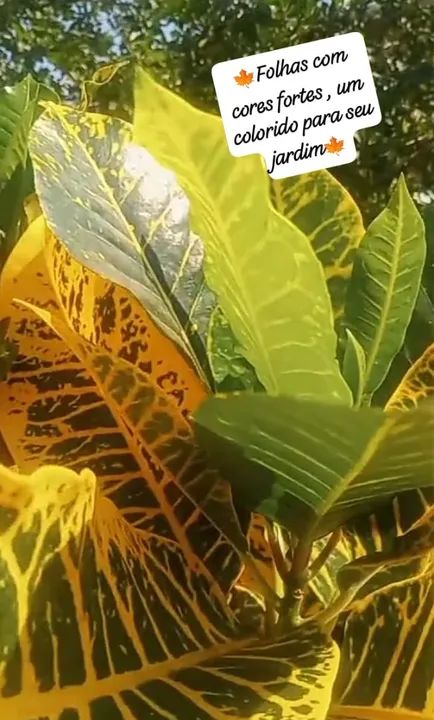 1 MUDA DE CRÓTON CANARINHO