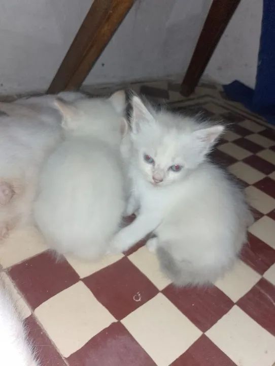 Doação gatinhos macho pra doar.  - Foto 2