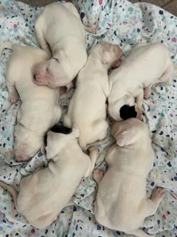 Filhotes de Dogo Argentino