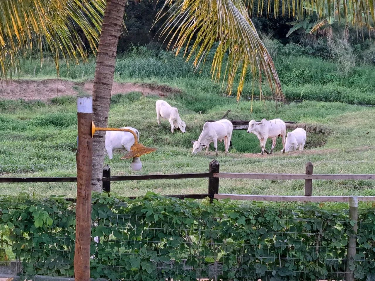 18 Bezerros nelores   6 a 7  @  R$ 390  a @ - Foto 2