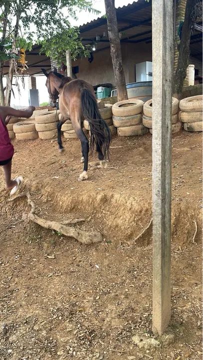 Poltra sangue inglês 9 meses 1400$ - Foto 6