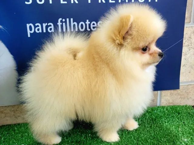 Spitz Alemão - Lulu da Pomerânia - Venda permanente - Canil premiado pela CBKC - Foto 4