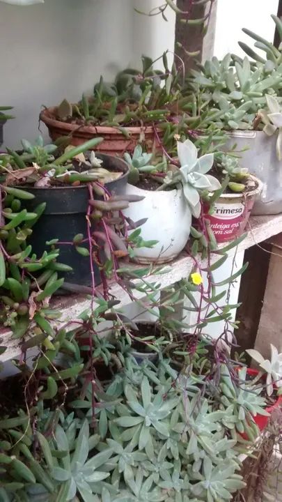 Plantas suculentas - Foto 2