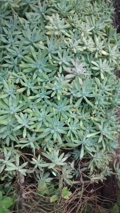 Plantas suculentas - Foto 4