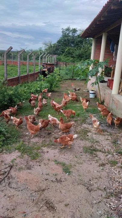 Ovos 100% caipiras 30,00 cartela com 30 unidades - Foto 5