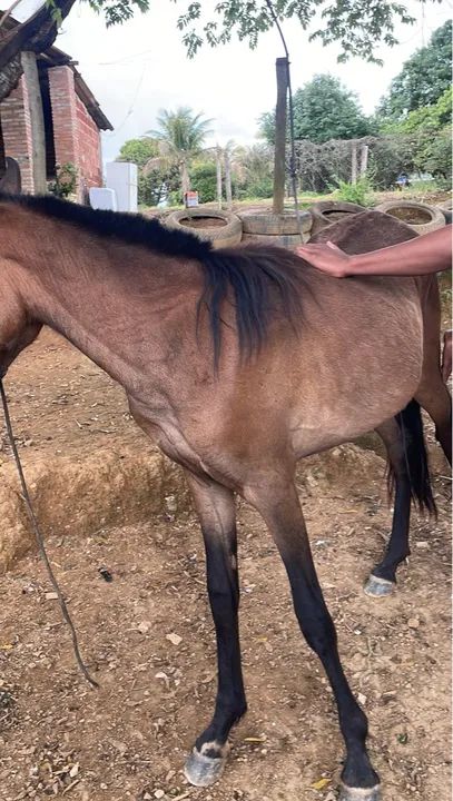 Poltra sangue inglês 9 meses 1400$ - Foto 5