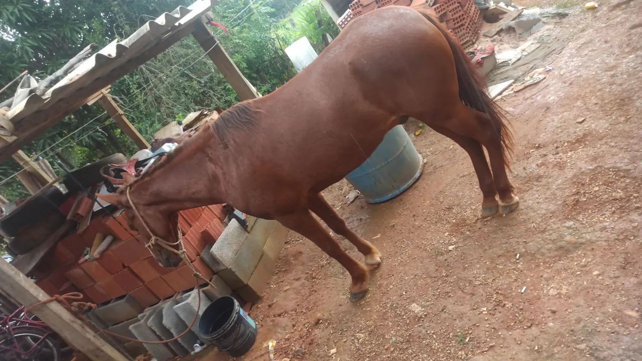 Vendo cavalo bom e manço  - Foto 3