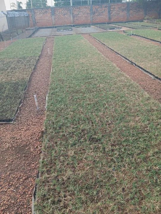 Gramas fértil  - Foto 6