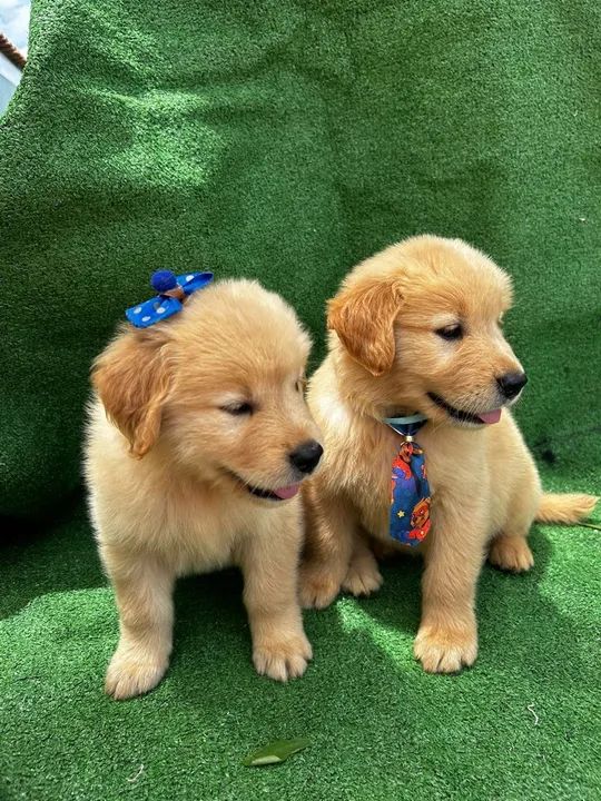 Filhote golden retriver  - Foto 2