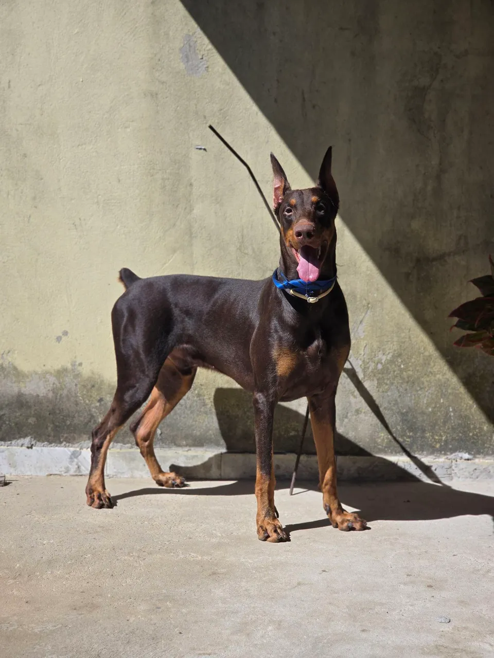 Doberman Macho - Disponivel para cruza.