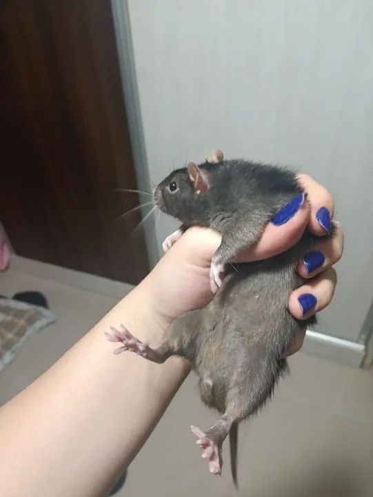 Rato Twister Marrom - Foto 3