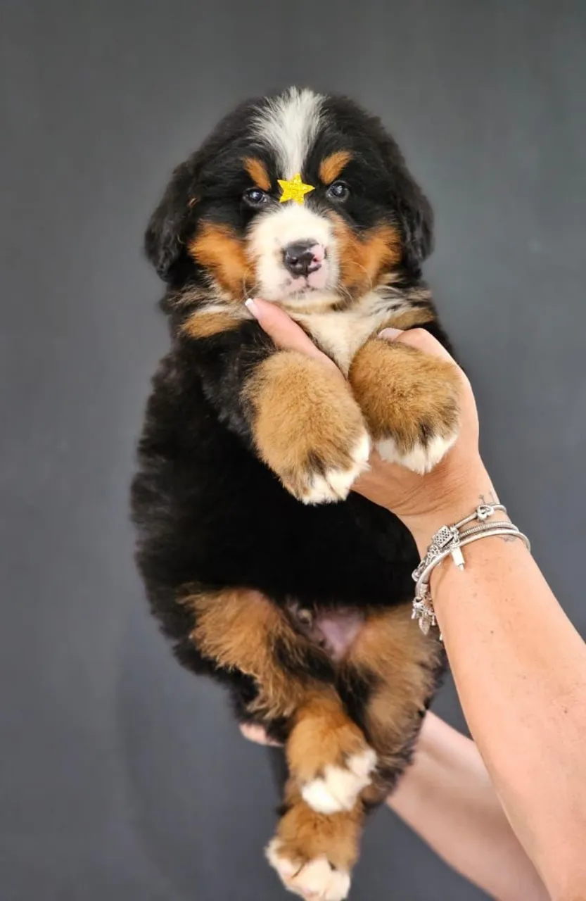 Lindos Filhotes de Bernese Mountain Dog