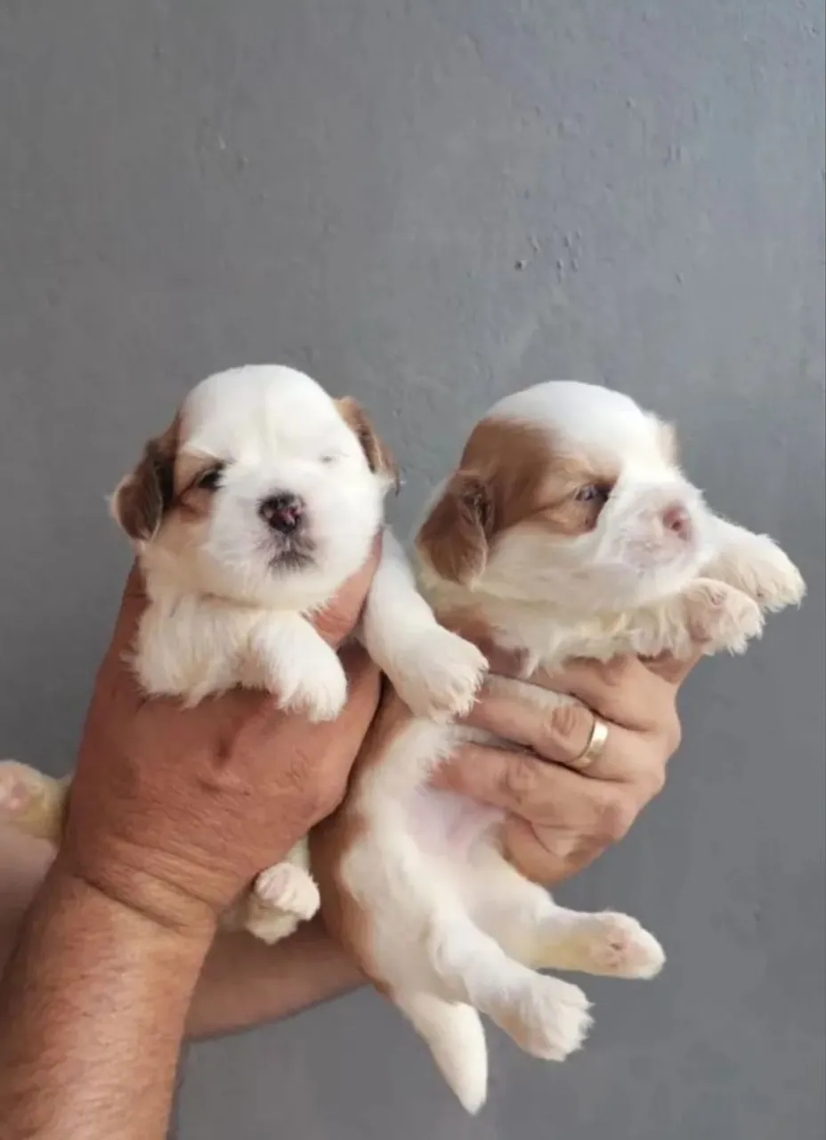 Lhasa Apso Mini - Promoção -