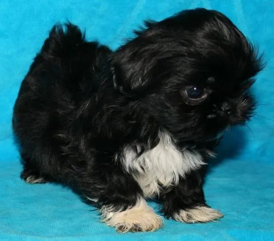  Shih Tzu - Macho bicolor 