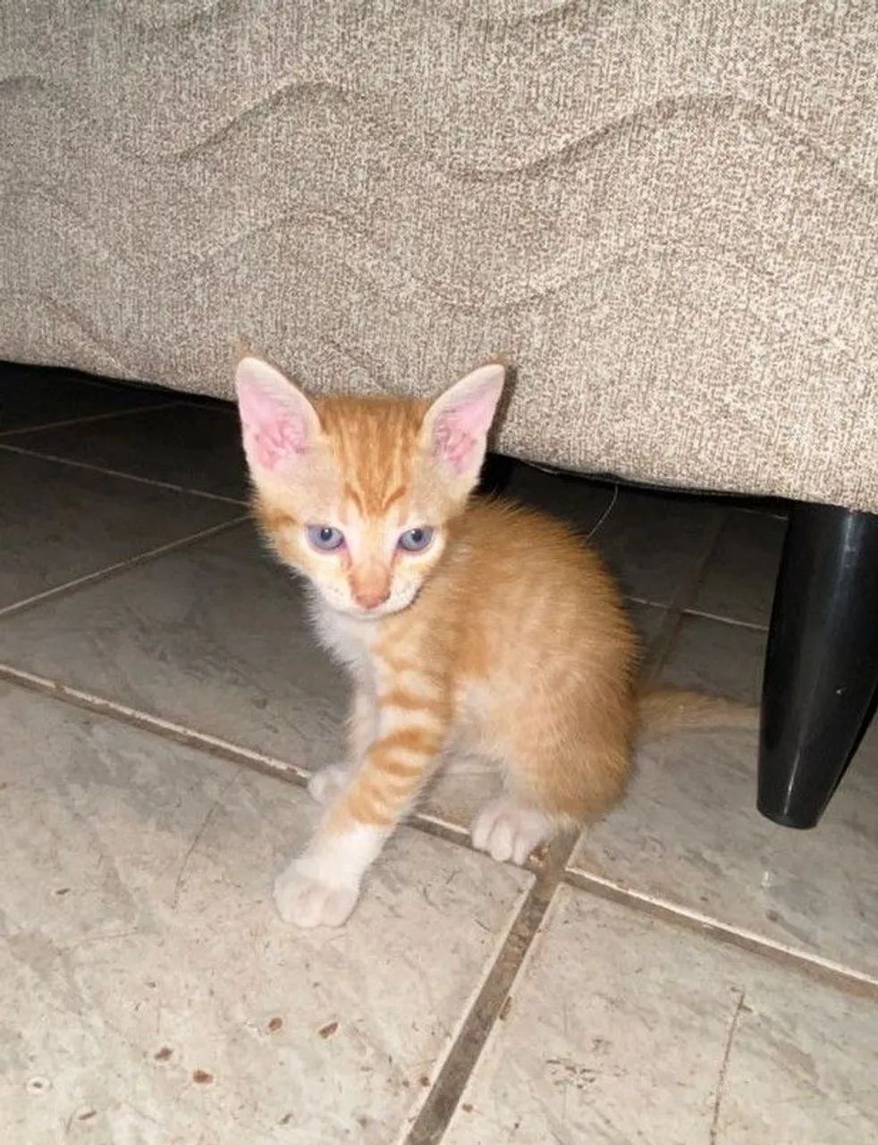 Gato para adoção  - Foto 2