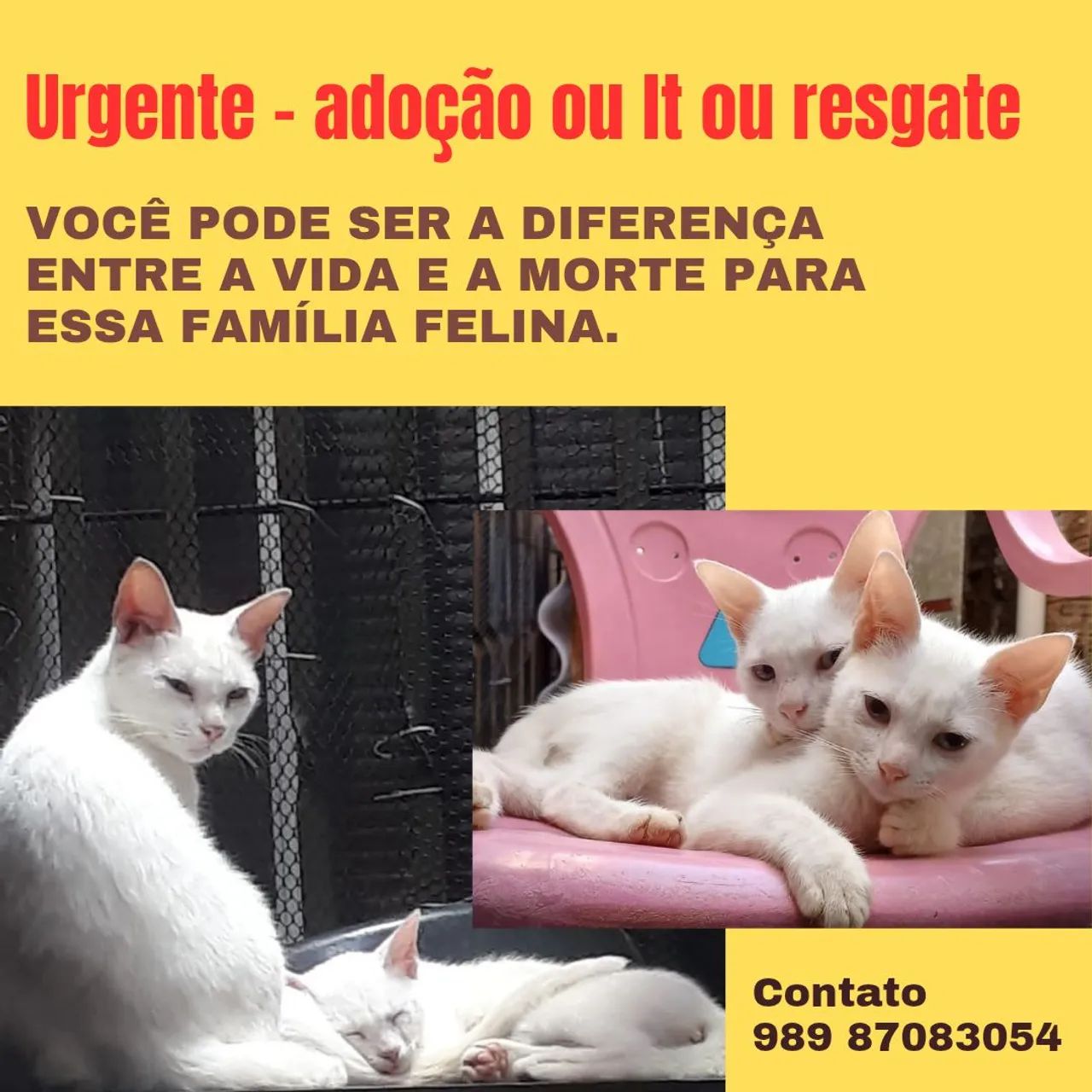 Tres lindas gatas brancas  para Adoção consciente  - Foto 2